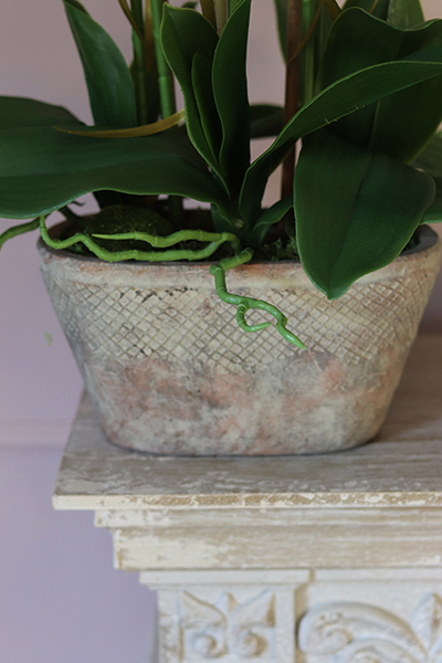 Monte Christo, niesamowity storczyk w oryginalnej donicy, wys.60cm