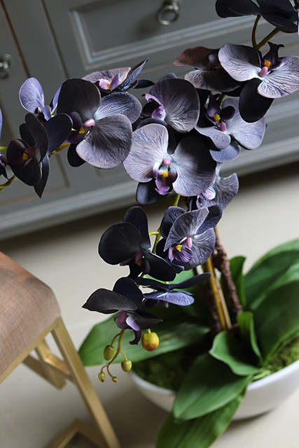 Bluenello, wysoki niebieski storczyk, wys.74cm