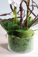 Glassier Morrano, storczyk w szklanej misie, wys.64cm 