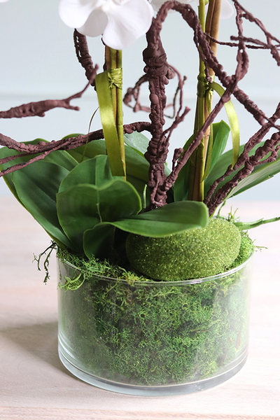 Glassier Morrano, storczyk w szklanej misie, wys.64cm 