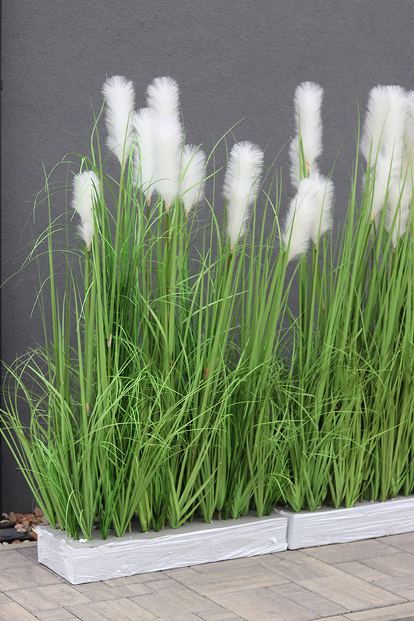 Georgina Saute, kompozycja z traw do obsadzenia, wys.149cm