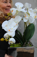 storczyk Banerra Silver w minimalistycznej donicy, wys.38cm