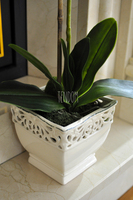 storczyk zielony Green wys.68cm