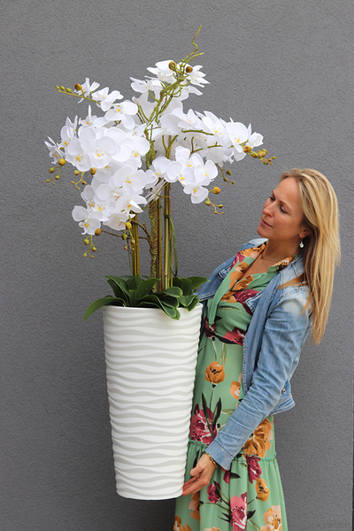 duży storczyk Mediolan Modern z korzeniem, wys.118cm