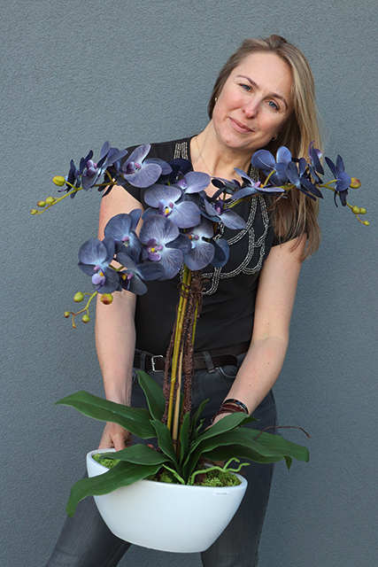 Bluenello, wysoki niebieski storczyk, wys.74cm