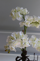 Goldenito Gostlik, storczyk w biało-złotym naczyniu, wys.52cm