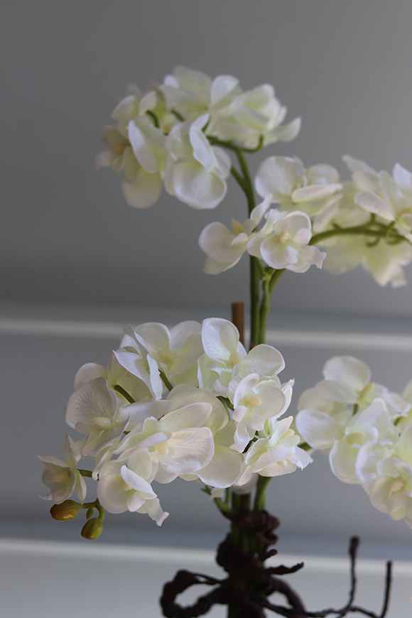 Goldenito Gostlik, storczyk w biało-złotym naczyniu, wys.52cm