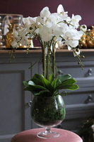 storczyk w szklanym kielichu, Glassier Orchid, wys.68cm