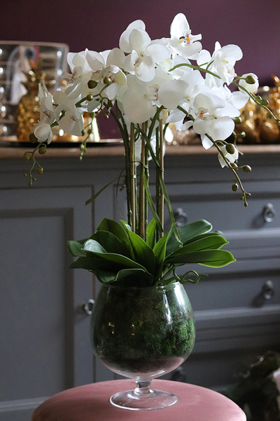 storczyk w szklanym kielichu, Glassier Orchid, wys.68cm