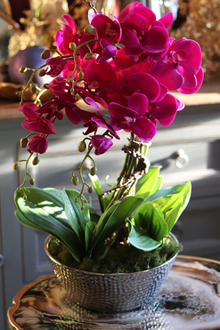 Liwona Debora, storczyk w srebrnej donicy glamour, wys.56cm