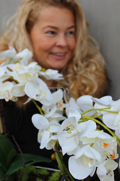 storczyk Banerra White & Silver w minimalistycznej donicy, wys.47cm