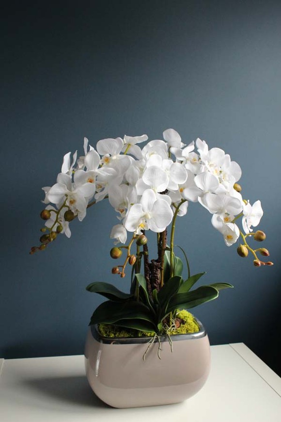 Cappuccino Glamour efektowny storczyk w beżowej donicy, wys.64cm