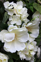 Selena girlanda jednostronna dł.120cm   