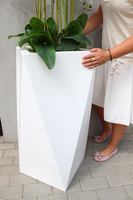 olbrzymi storczyk Gigant Nevis, wys.170cm