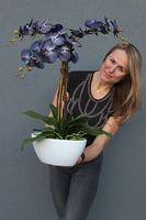 Bluenello, wysoki niebieski storczyk, wys.74cm