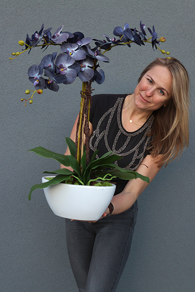 Bluenello, wysoki niebieski storczyk, wys.74cm