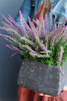 Wrzośce Wiśniowe, kompozycja kwiatowa w kwadratowej donicy, wys.37cm