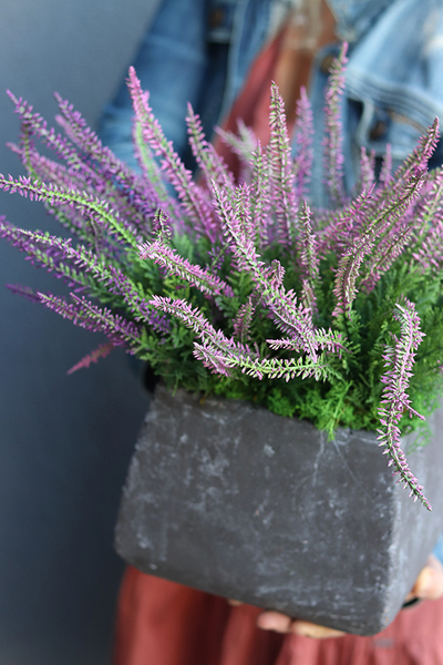 Wrzośce Wiśniowe, kompozycja kwiatowa w kwadratowej donicy, wys.37cm