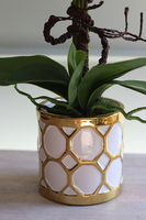 Goldenito Gostlik, storczyk w biało-złotym naczyniu, wys.52cm