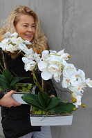 storczyk Banerra White & Silver w minimalistycznej donicy, wys.47cm