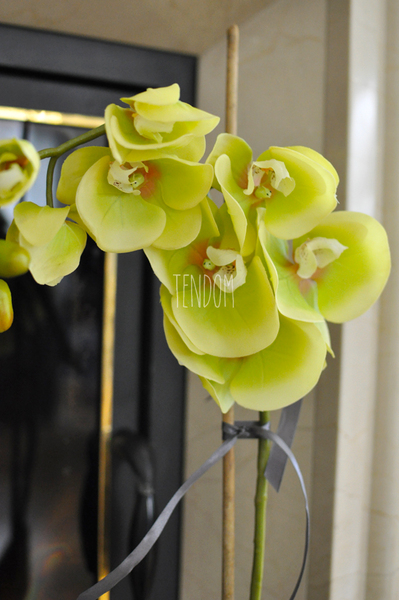 storczyk zielony Green wys.68cm