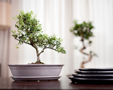 Bonsai donica do uprawy drzewka bonsai zieleń 45x33x9cm