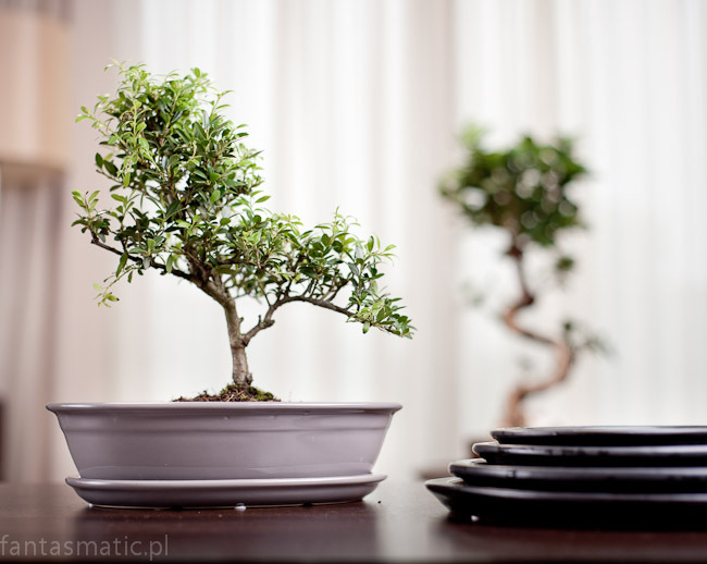 Bonsai donica do uprawy drzewka bonsai zieleń 45x33x9cm