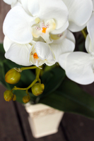 sztuczny storczyk Kassena w kolorze naturalnej bieli, wys.70cm