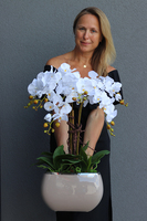 Cappuccino Glamour efektowny storczyk w beżowej donicy, wys.64cm