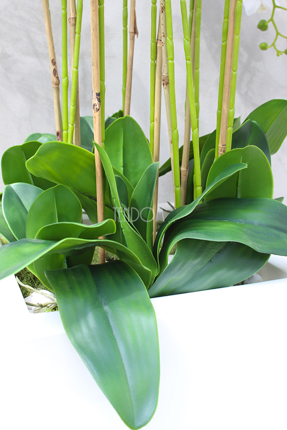 olbrzymi storczyk Gigant Nevis, wys.170cm