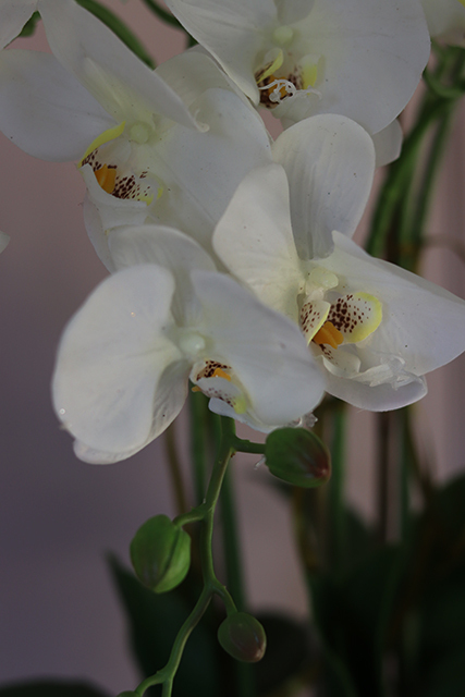 Monte Christo, niesamowity storczyk w oryginalnej donicy, wys.60cm