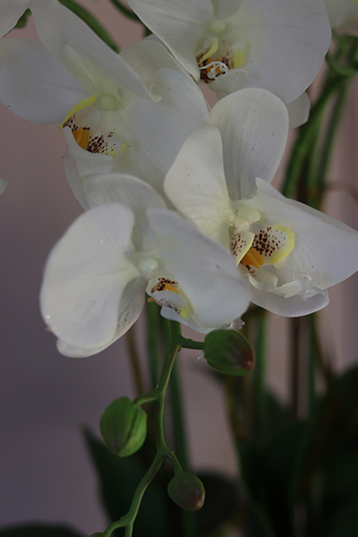 Monte Christo, niesamowity storczyk w oryginalnej donicy, wys.60cm