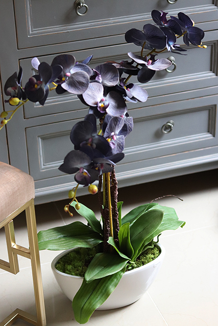 Bluenello, wysoki niebieski storczyk, wys.74cm