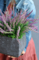 Wrzośce Wiśniowe, kompozycja kwiatowa w kwadratowej donicy, wys.37cm