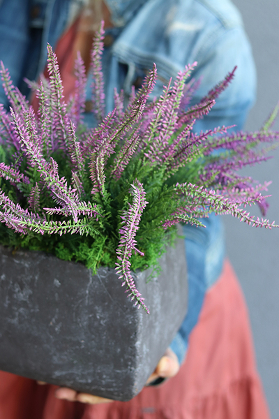 Wrzośce Wiśniowe, kompozycja kwiatowa w kwadratowej donicy, wys.37cm