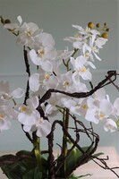 Glassier Morrano, storczyk w szklanej misie, wys.64cm 