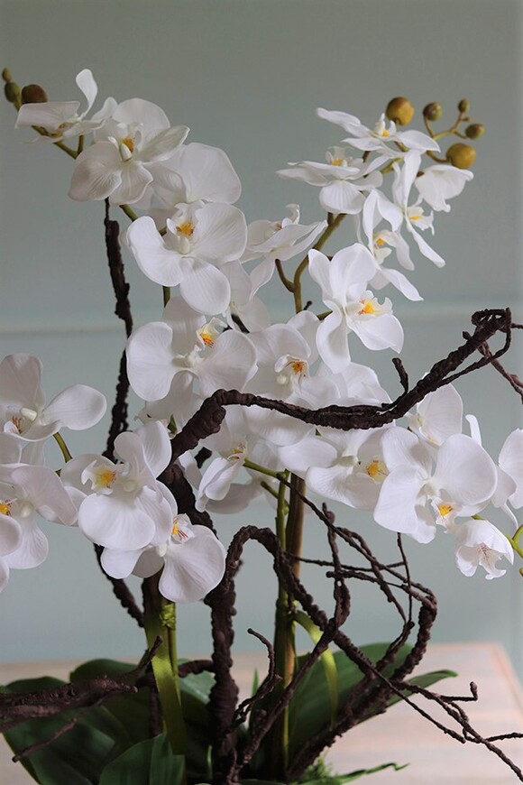 Glassier Morrano, storczyk w szklanej misie, wys.64cm 