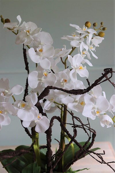 Glassier Morrano, storczyk w szklanej misie, wys.64cm 