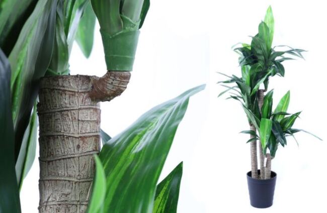 Dracena Premium, sztuczne drzewko, palma w osłonce / donicy, wys.150cm