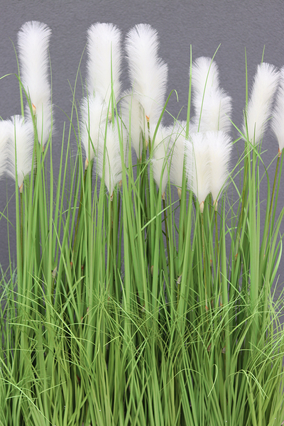 Georgina Saute, kompozycja z traw do obsadzenia, wys.149cm