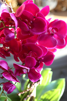 Liwona Debora, storczyk w srebrnej donicy glamour, wys.56cm