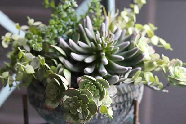 kompozycja sukulenty na trójnogu, Nikaragua, wys.38cm