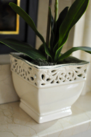 storczyk zielony Green wys.68cm