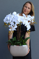 Cappuccino Glamour efektowny storczyk w beżowej donicy, wys.64cm