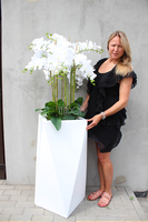 olbrzymi storczyk Gigant Nevis, wys.170cm