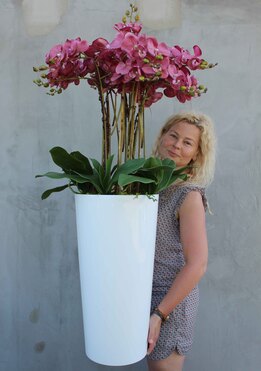 duży storczyk Konstancja Grande w minimalistycznej donicy, wys.120cm 