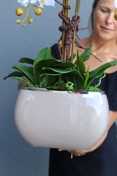 Cappuccino Glamour efektowny storczyk w beżowej donicy, wys.64cm