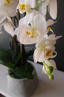 storczyk sztuczny w nakrapianej donicy Grasso, wys.65cm