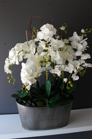 storczyk Jardin Grande w metalowej donicy, wys.97cm