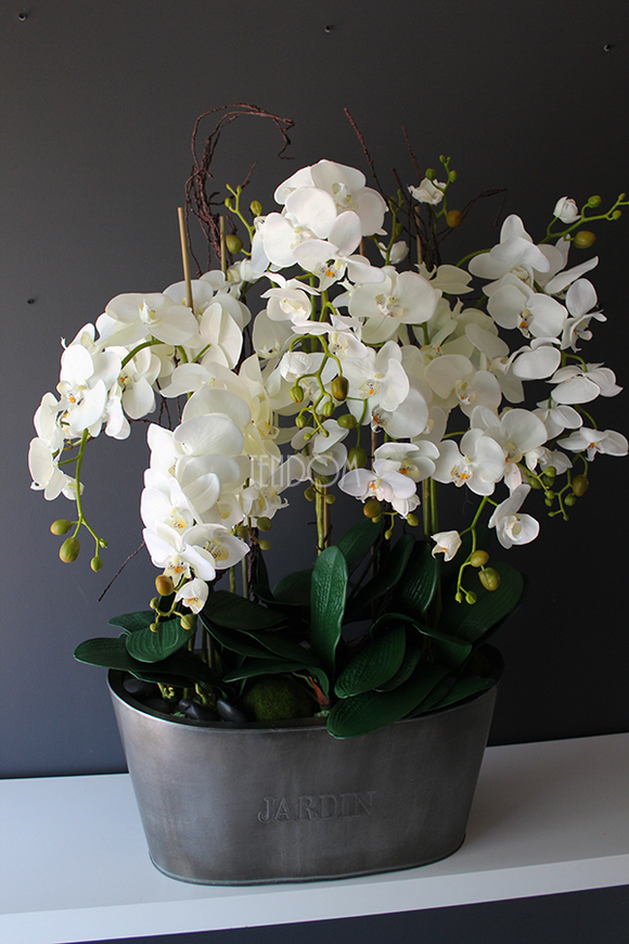 storczyk Jardin Grande w metalowej donicy, wys.97cm